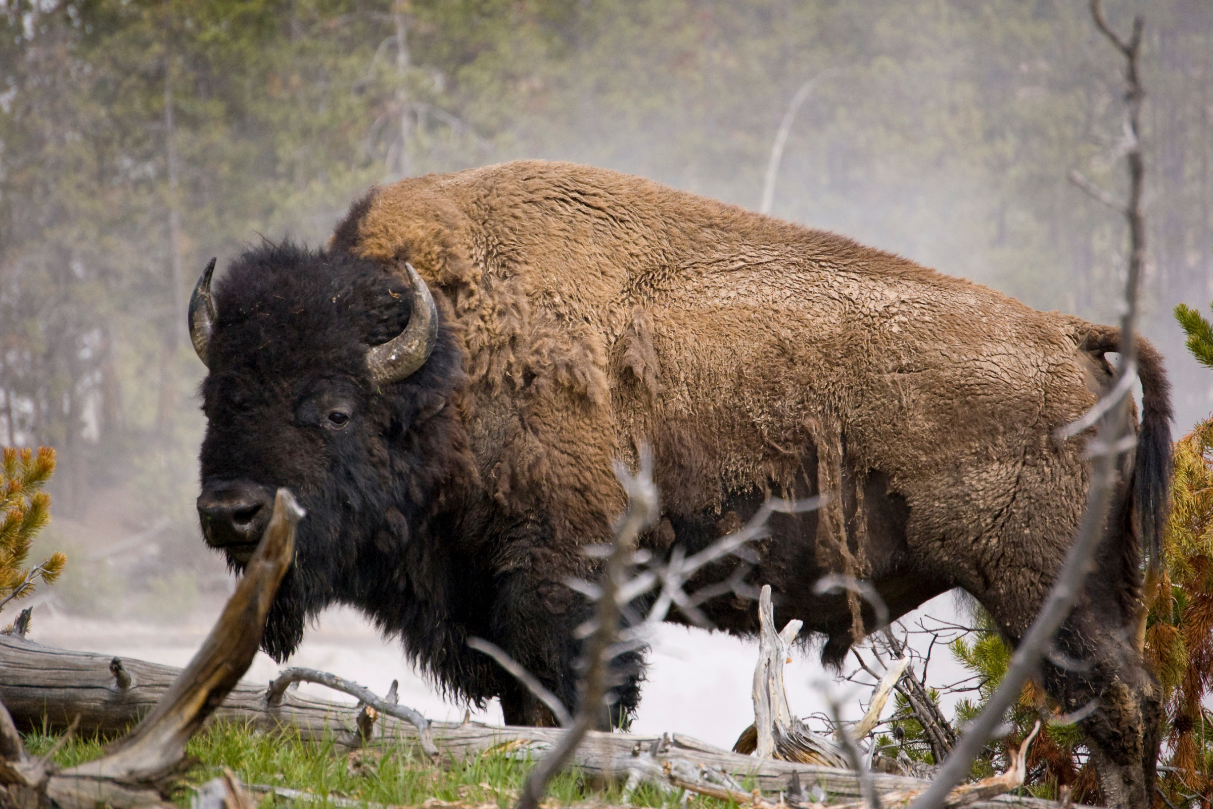 buffalo, wyoming (4).webp